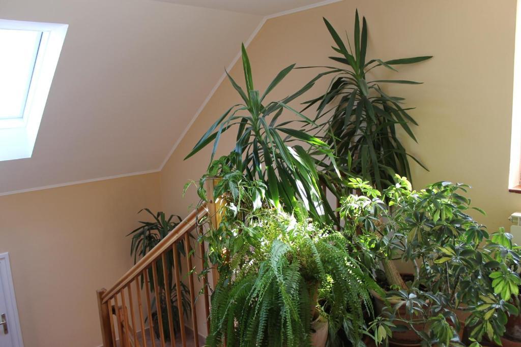 Bed and Breakfast Bajor Panzio Kecskemét Exterior foto
